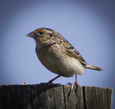 Grasshopper Sparrow - ML578327481