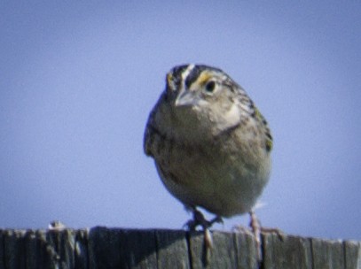 Grasshopper Sparrow - ML578327491