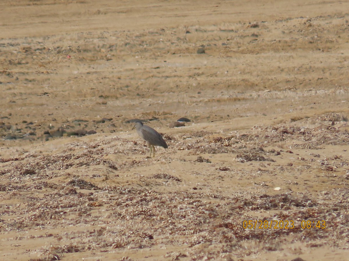 Striated Heron - ML578328261