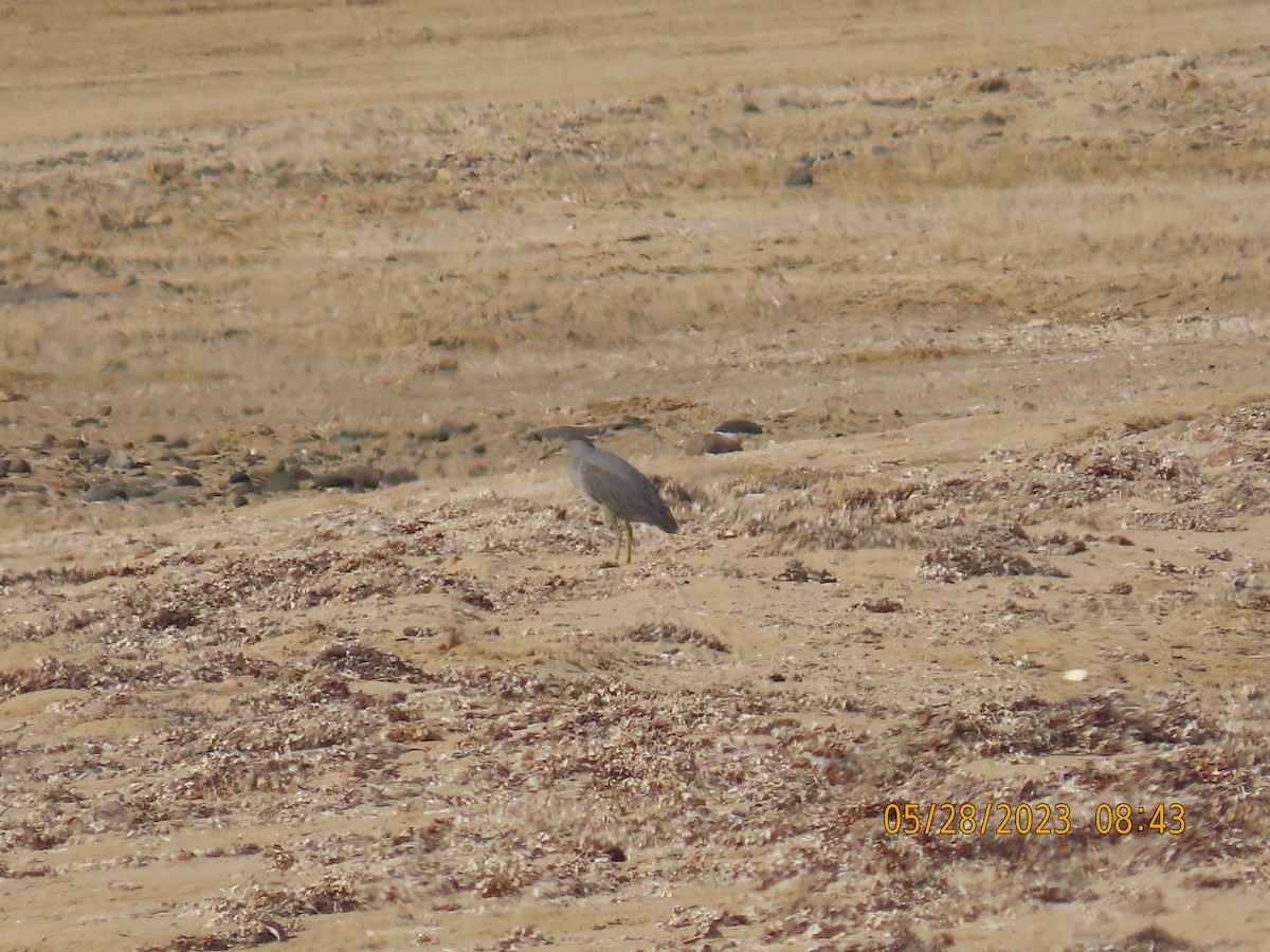 Striated Heron - ML578328271