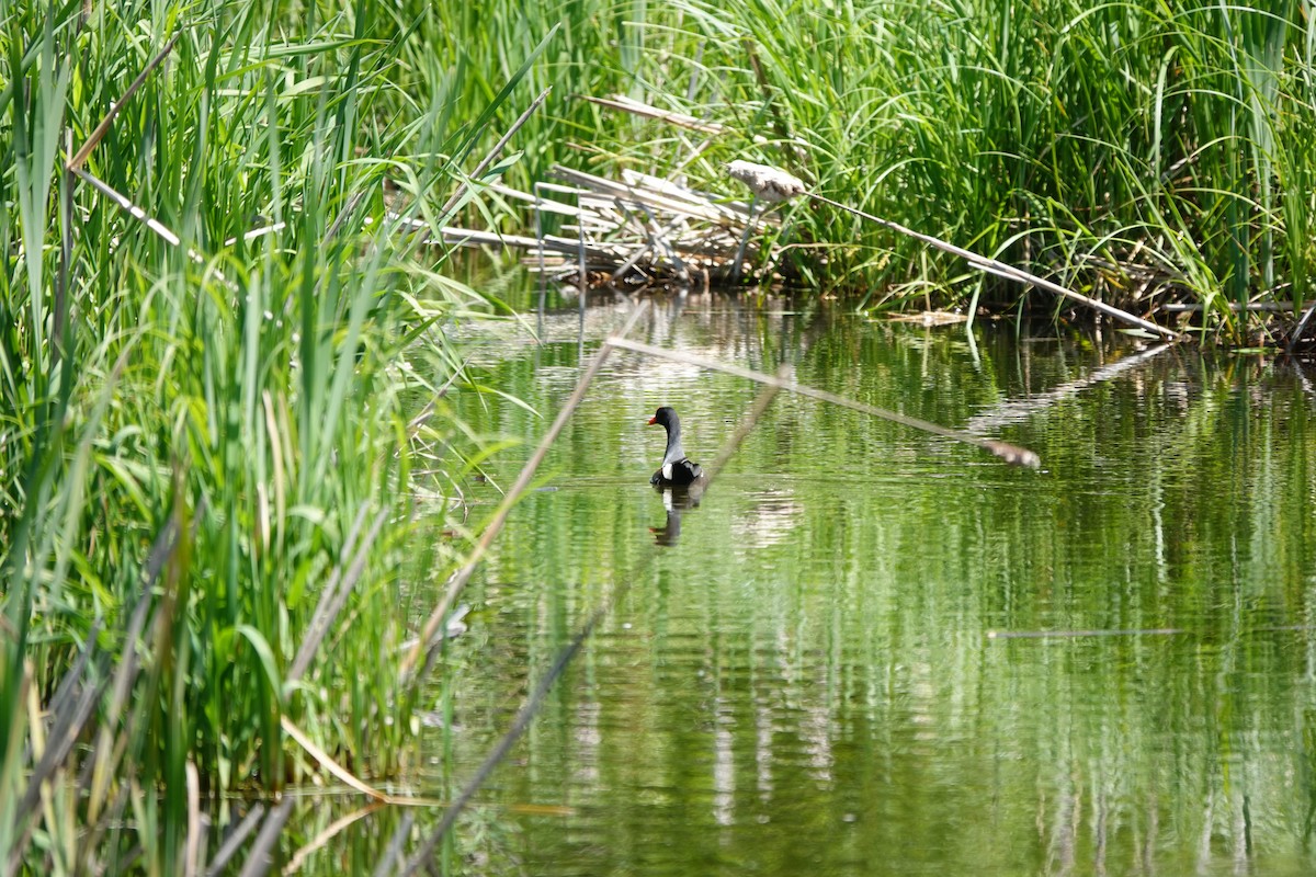 Common Gallinule - ML578328351