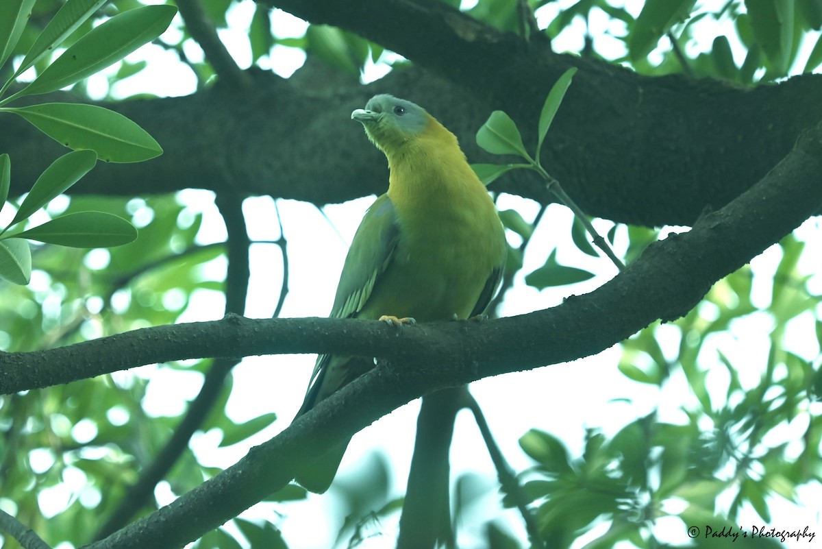 Yellow-footed Green-Pigeon - Padmanav Kundu