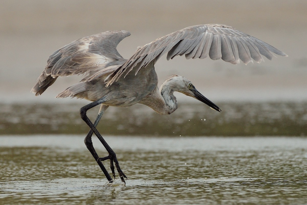 Reddish Egret - ML57832881