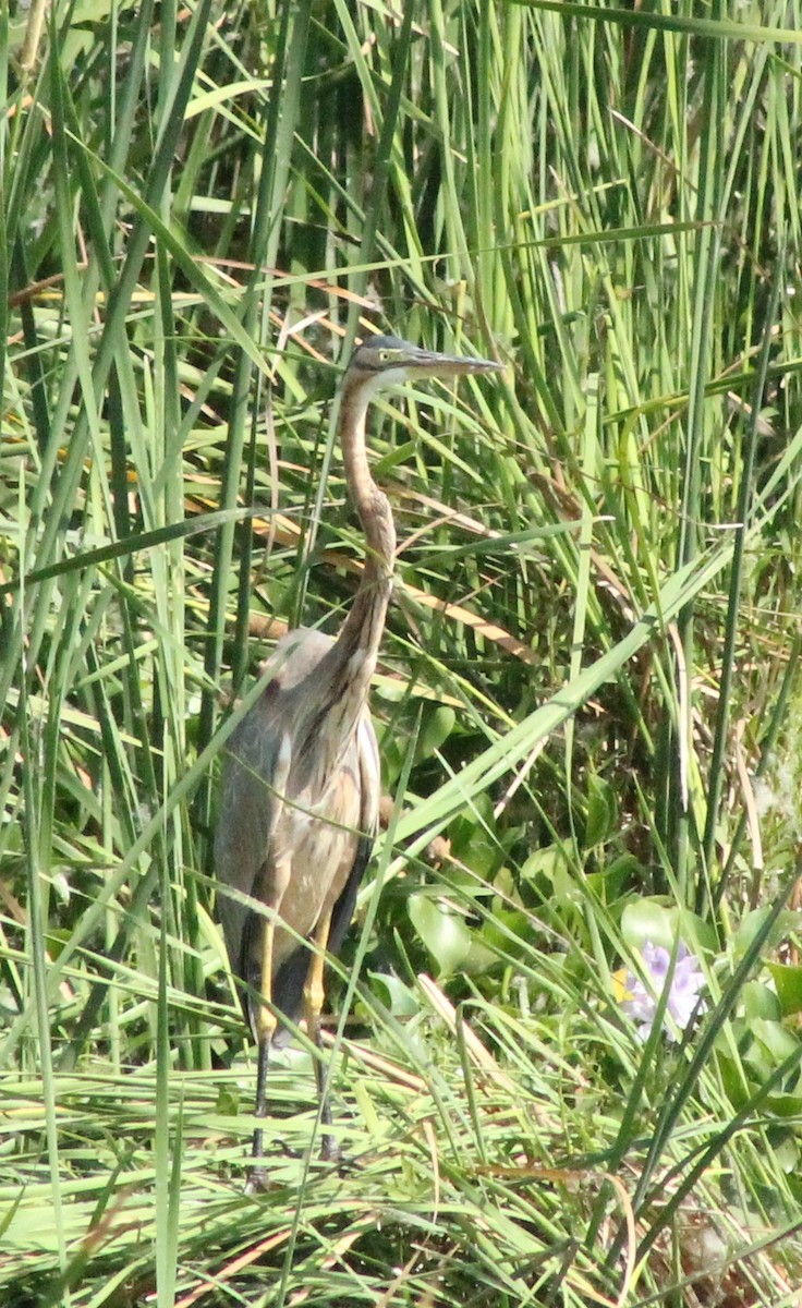 Purple Heron - ML578330331