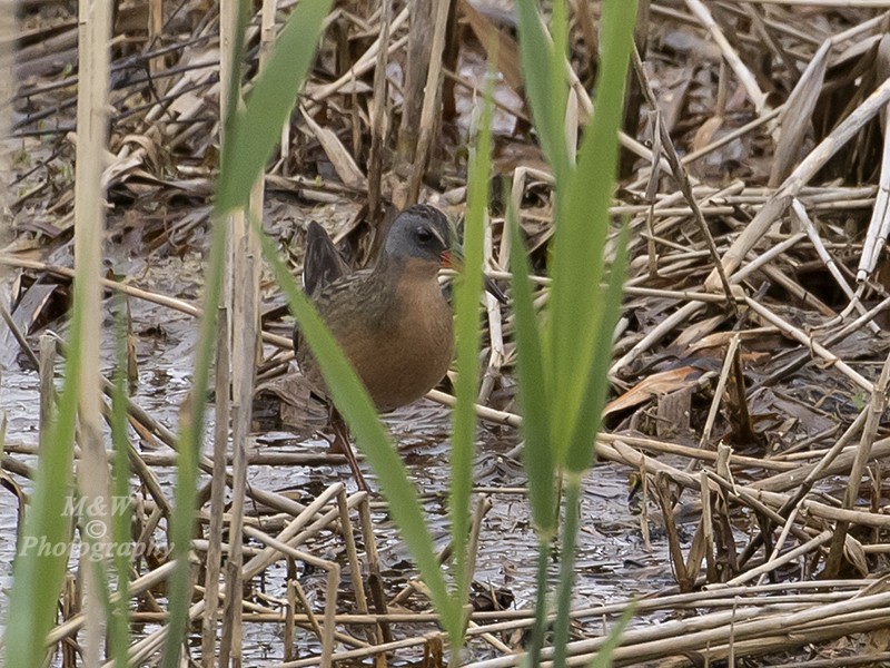 Virginia Rail - ML57833041