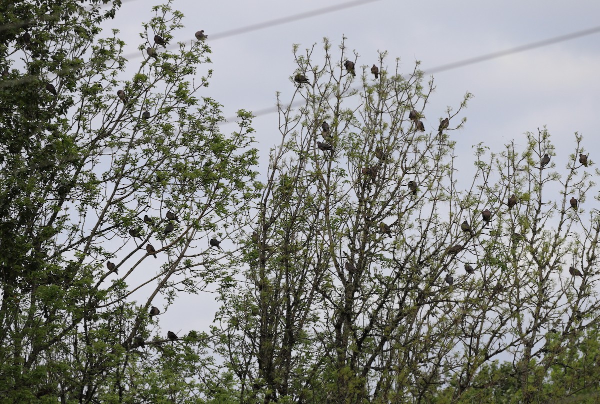 Band-tailed Pigeon - ML578330491