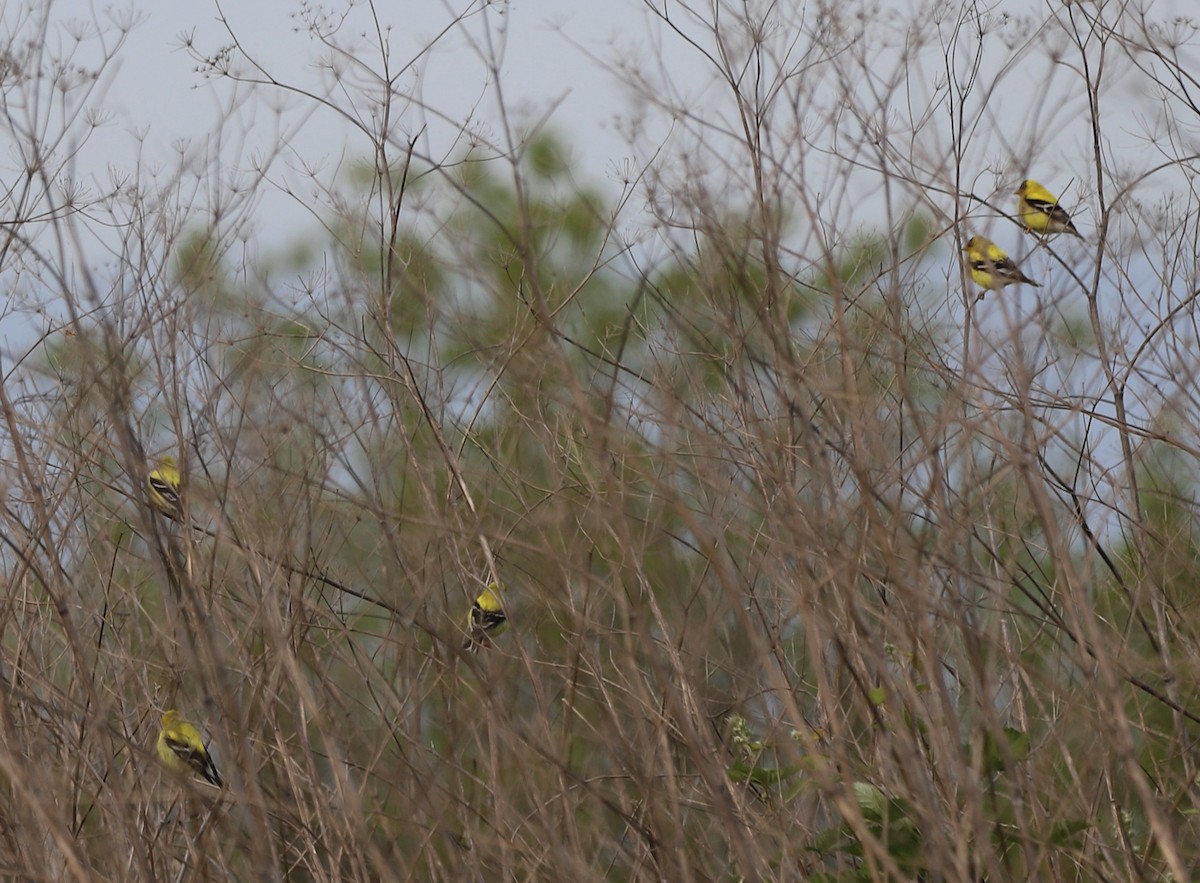 American Goldfinch - ML578330751