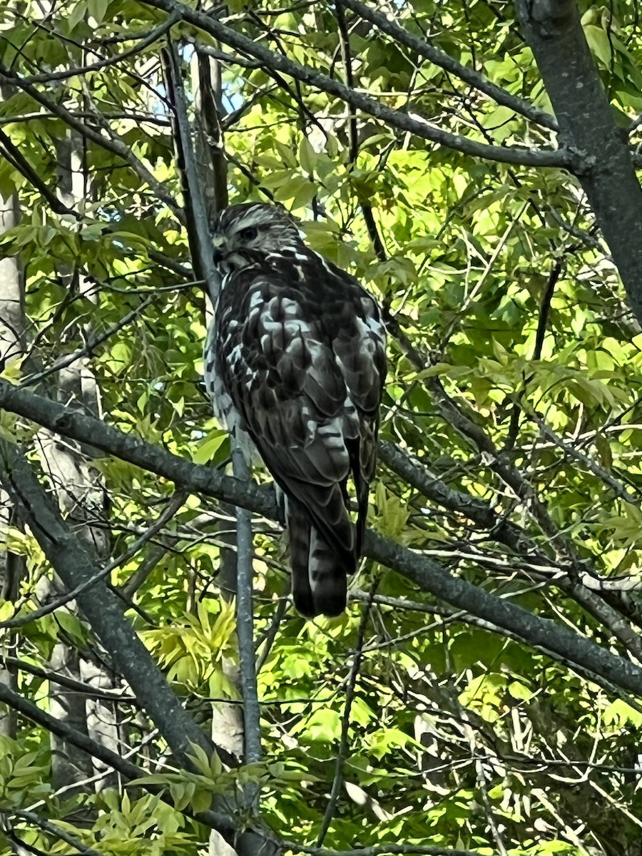 Broad-winged Hawk - ML578331221