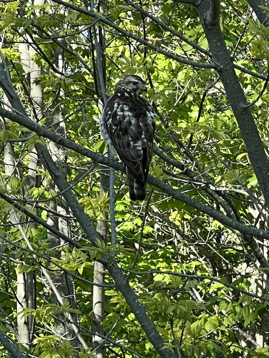 Broad-winged Hawk - ML578331231