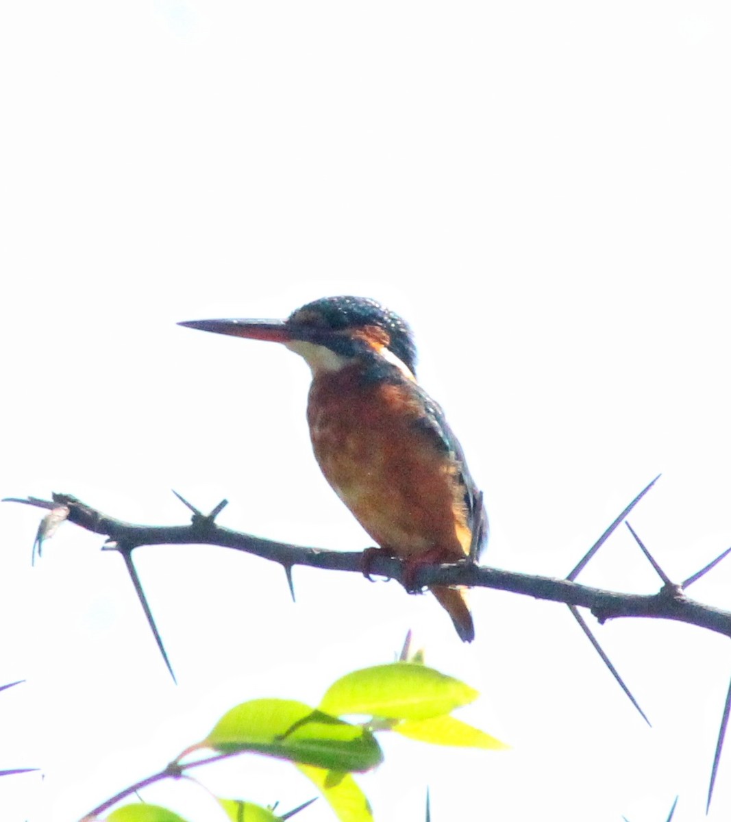 Common Kingfisher - ML578331331