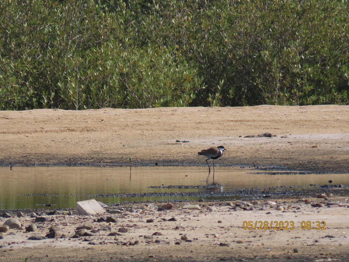 Spur-winged Lapwing - ML578331651