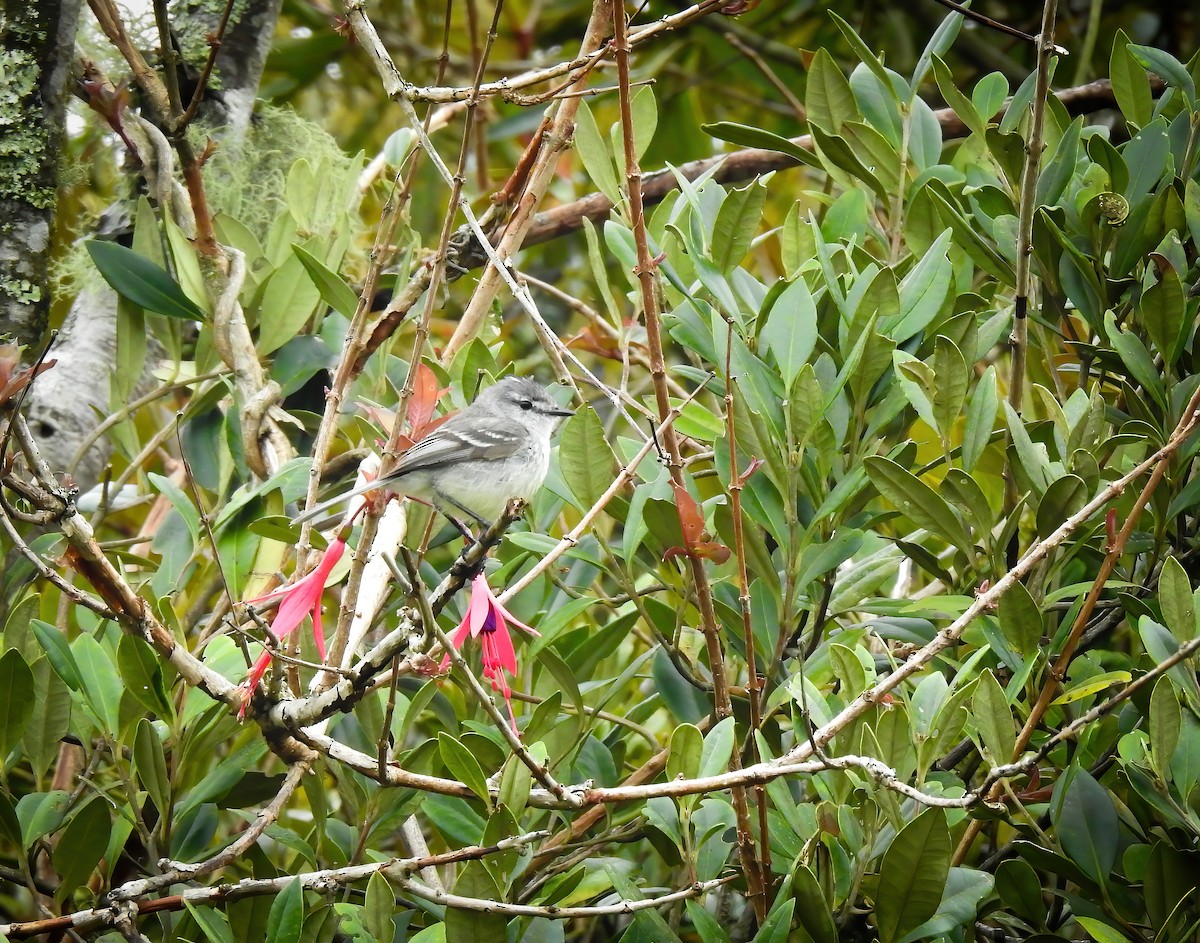 White-crested Tyrannulet - ML578332281