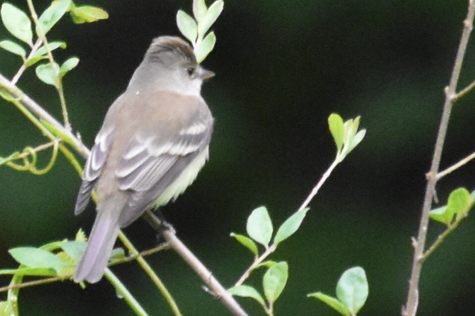 Willow Flycatcher - Mike Conway
