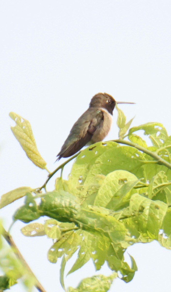 Black-chinned Hummingbird - ML578333601