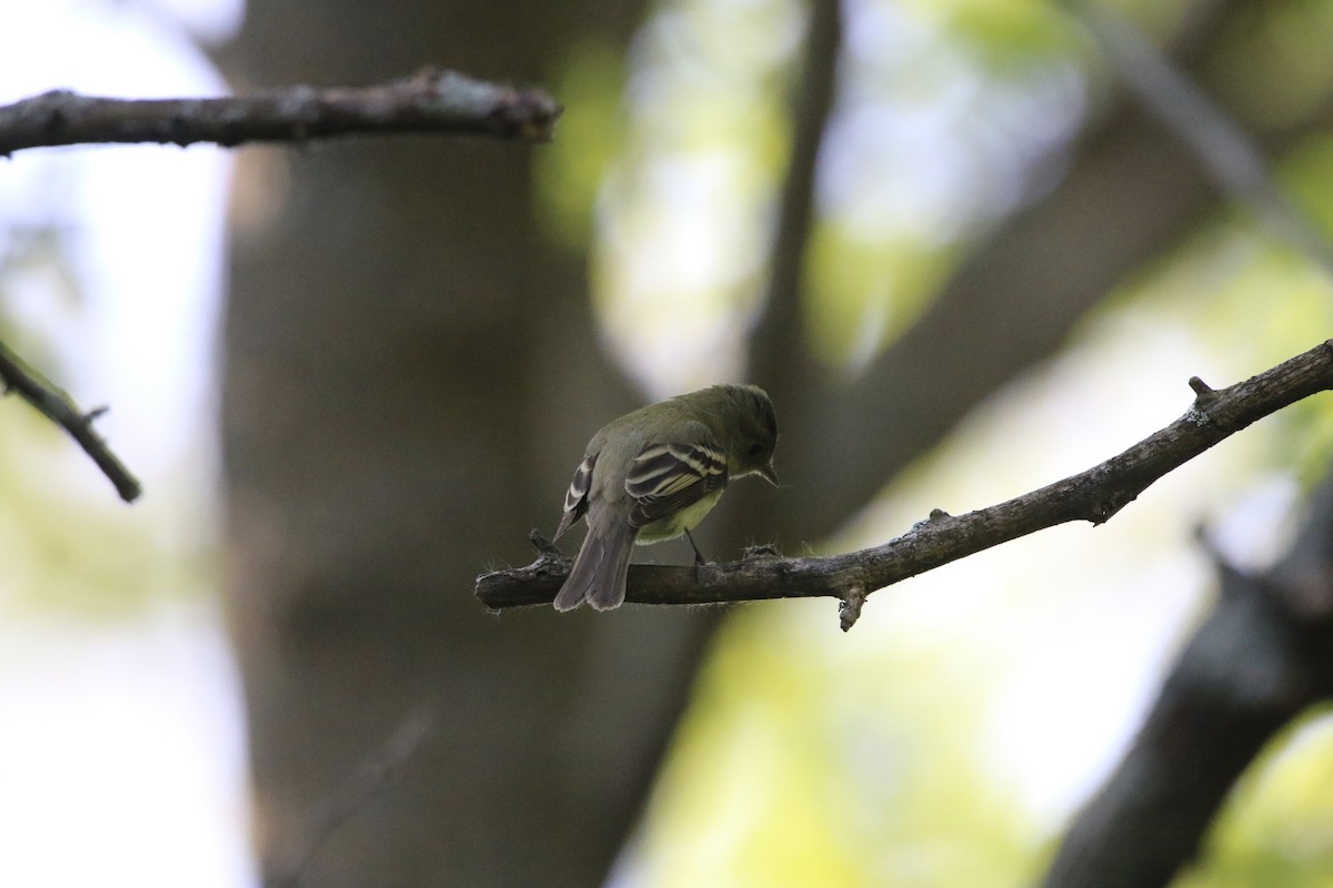 Acadian Flycatcher - Lauren Grimes