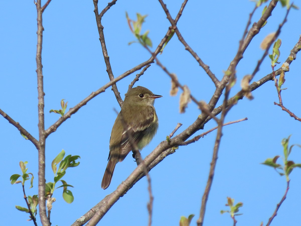 Alder Flycatcher - ML578335561