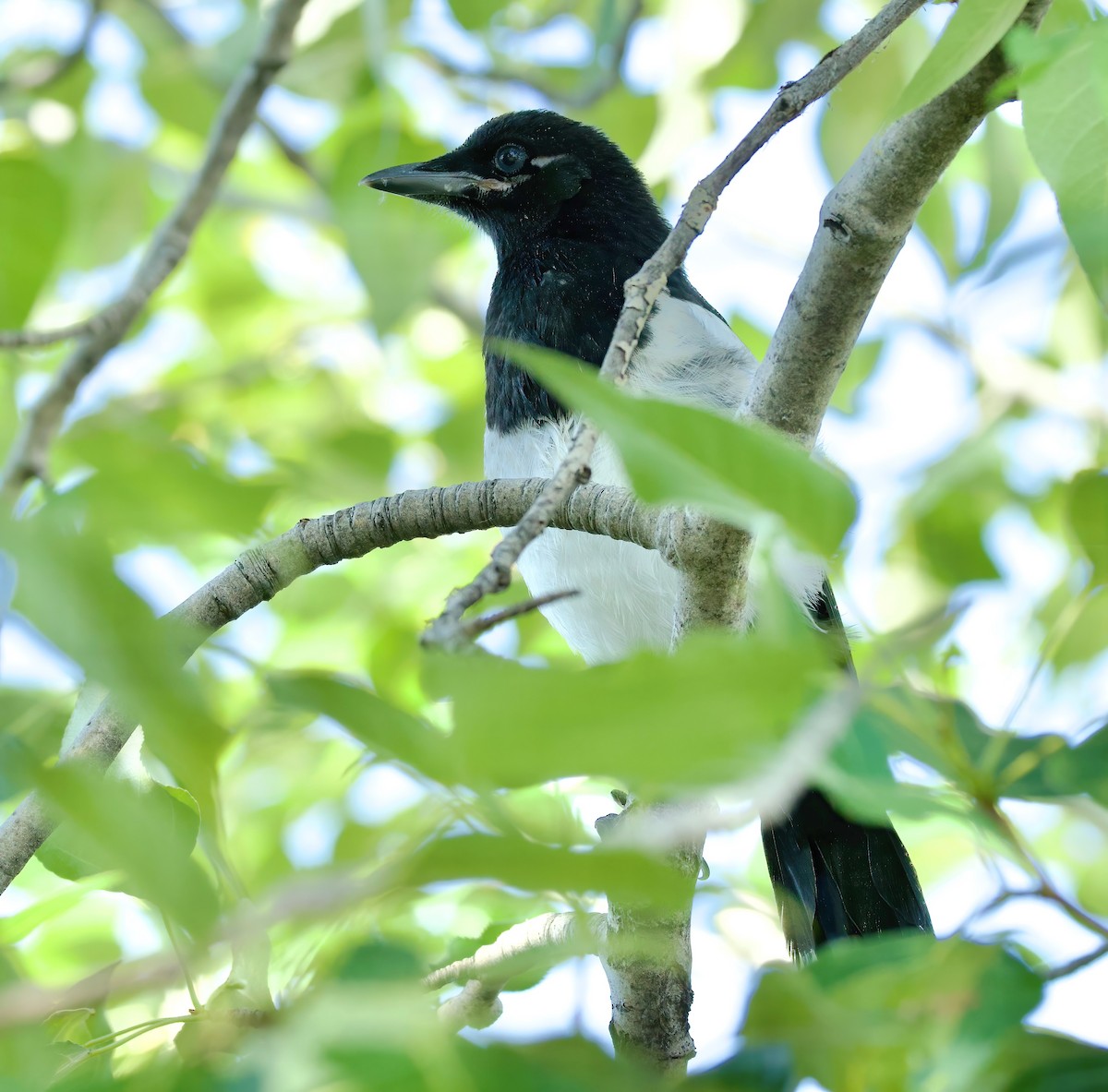 Mika iparramerikarra - ML578336061