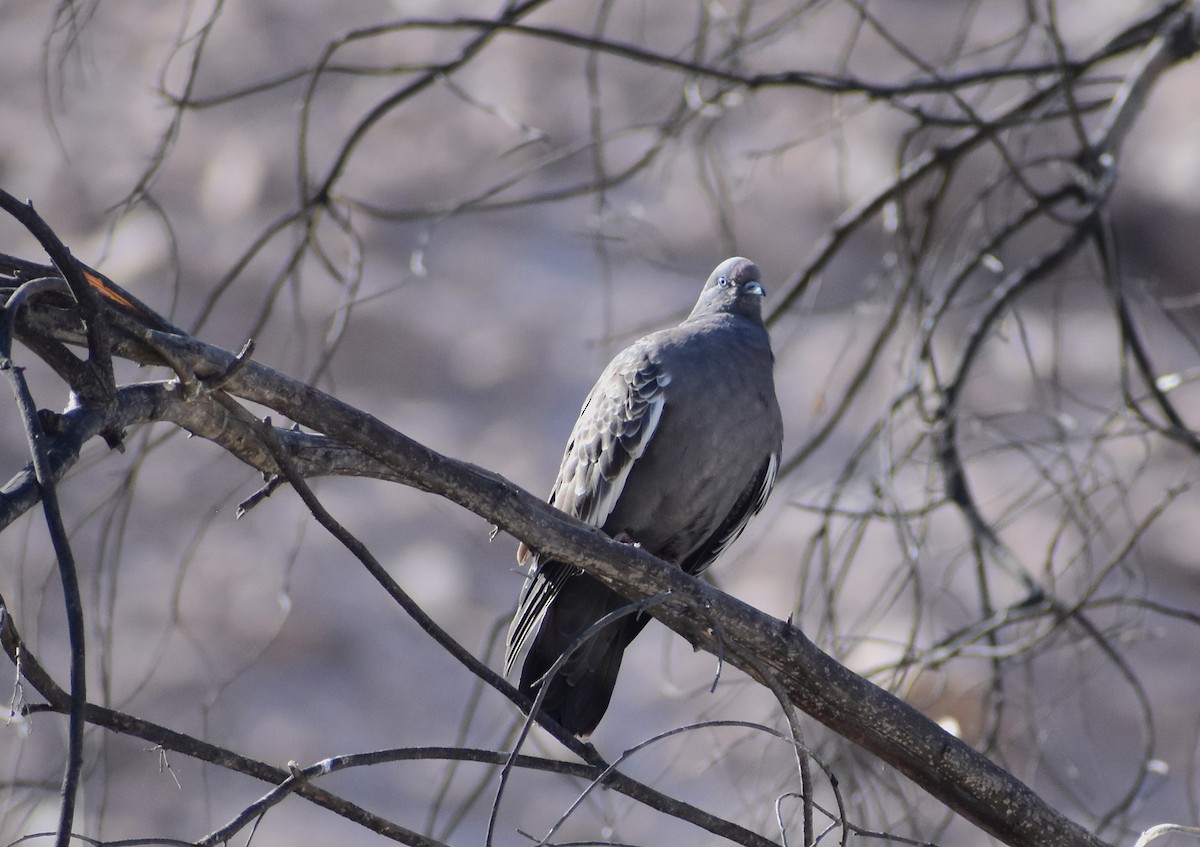 Spot-winged Pigeon - ML578337021