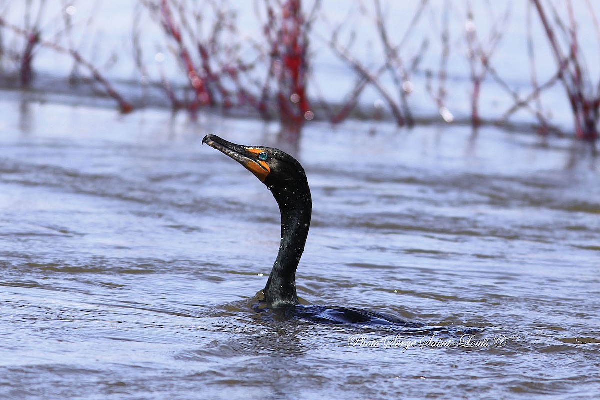 Double-crested Cormorant - ML57833721