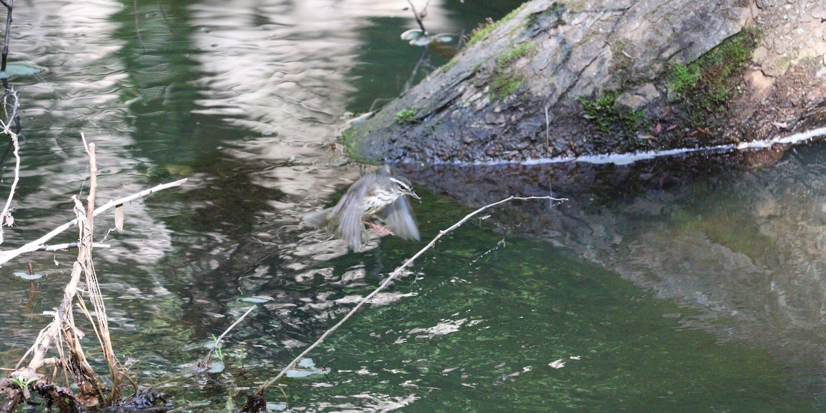 Louisiana Waterthrush - ML578337751