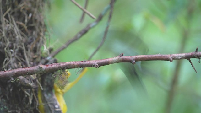 Colibrí Turmalina - ML578337781