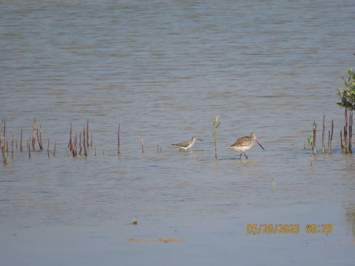 Terek Sandpiper - ML578338561