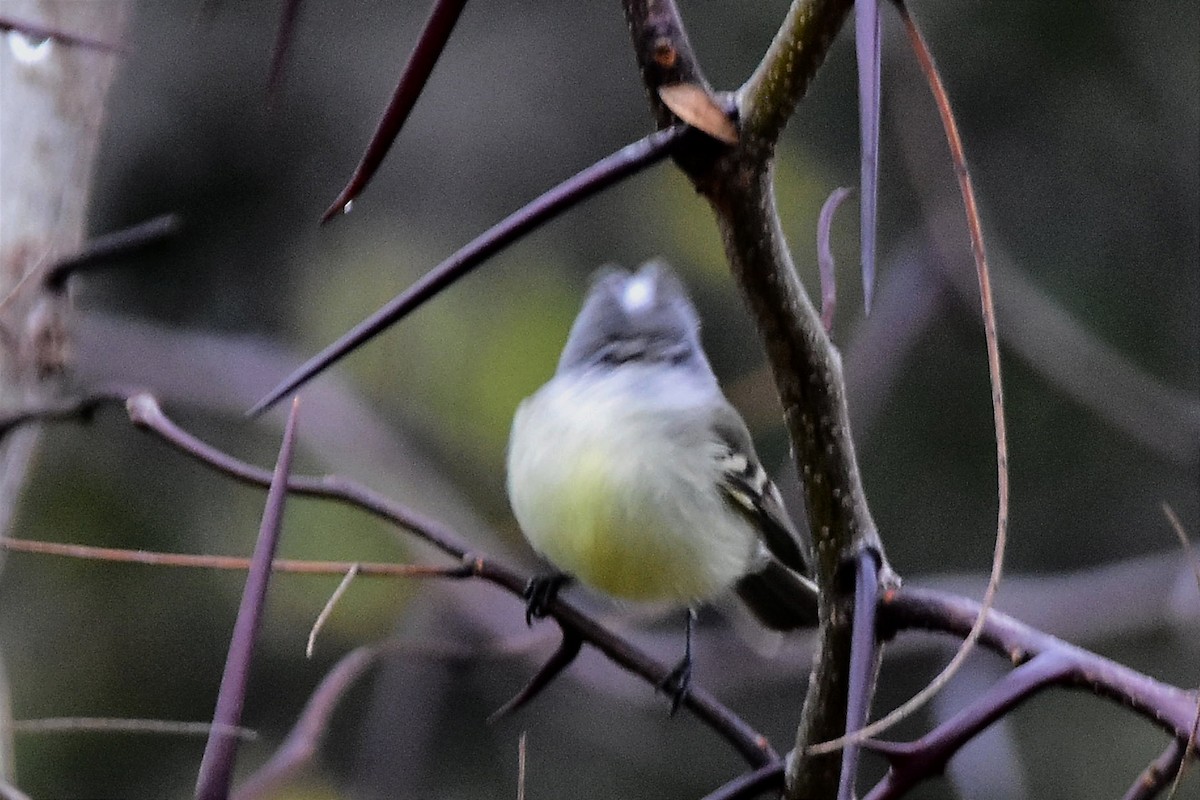 White-crested Tyrannulet - Juan Bardier