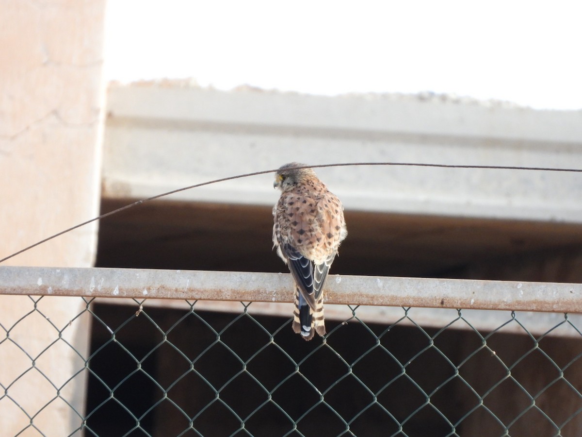 Eurasian Kestrel (Canary Is.) - Miguel Hernández Santana