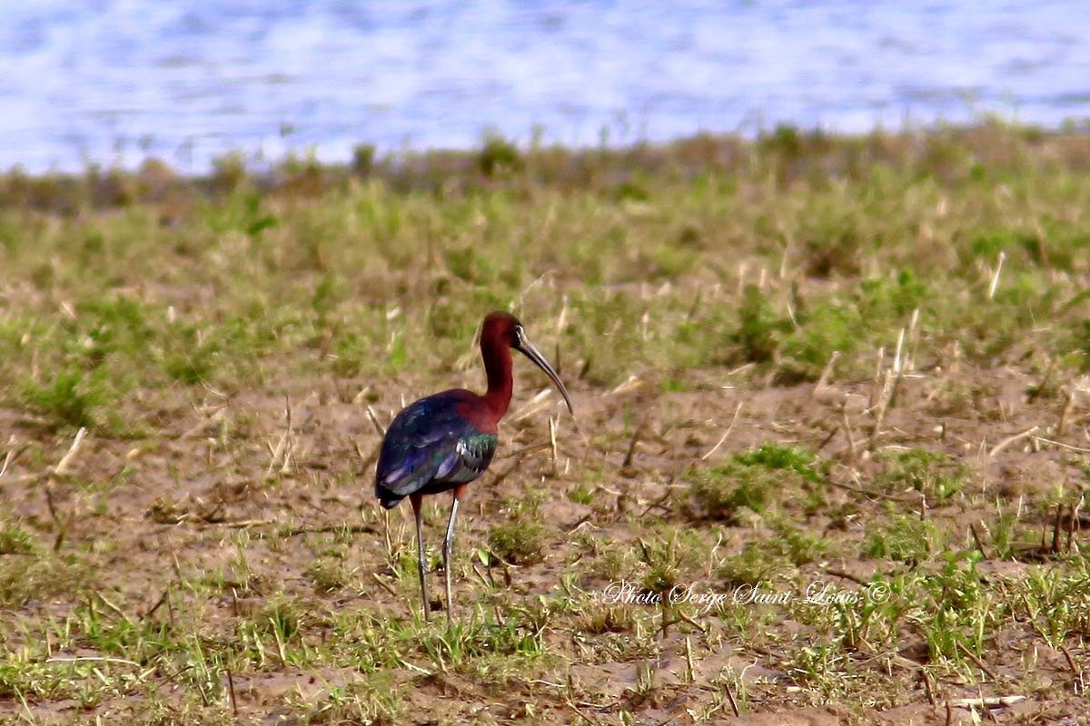 Glossy Ibis - ML57833971