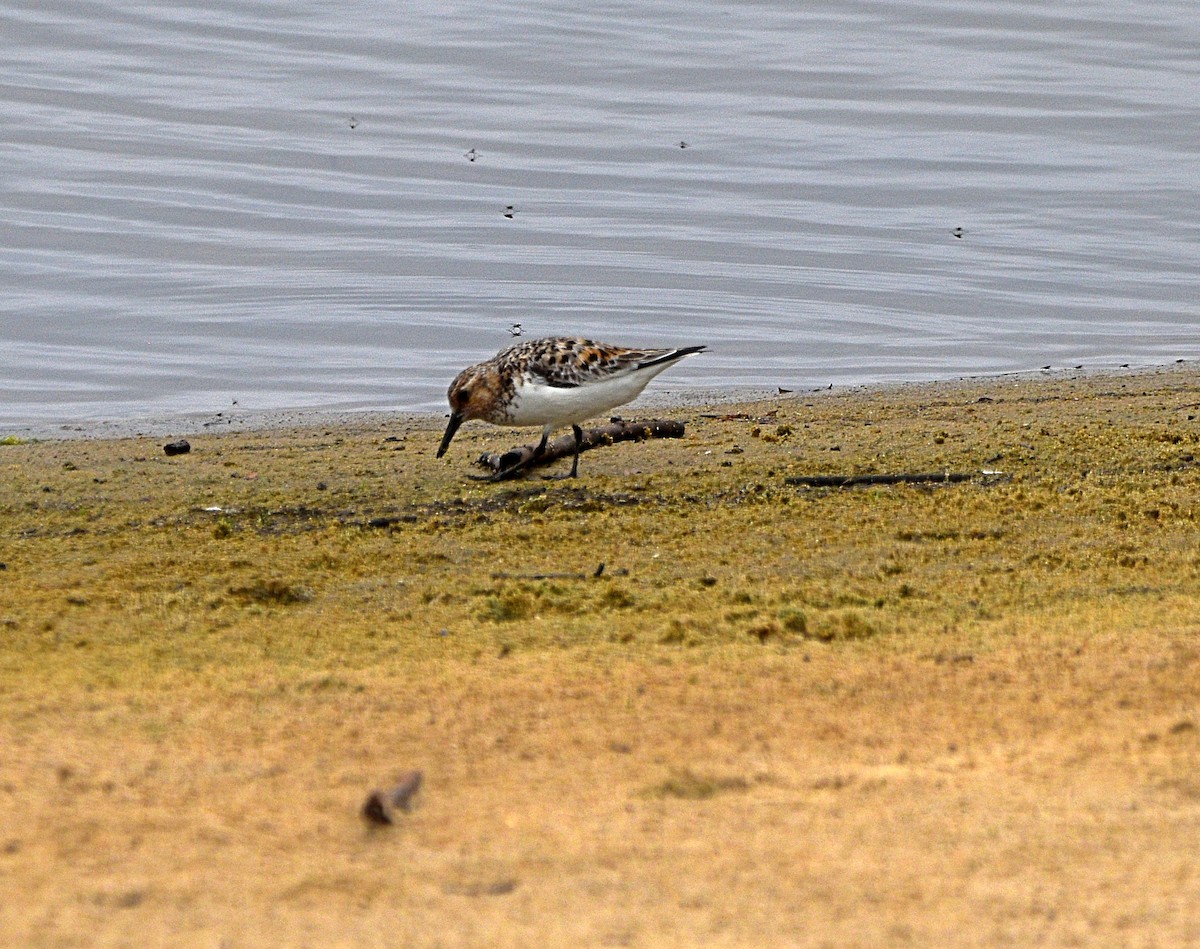 Bécasseau sanderling - ML578339821