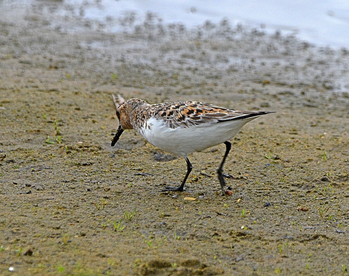 Bécasseau sanderling - ML578339831