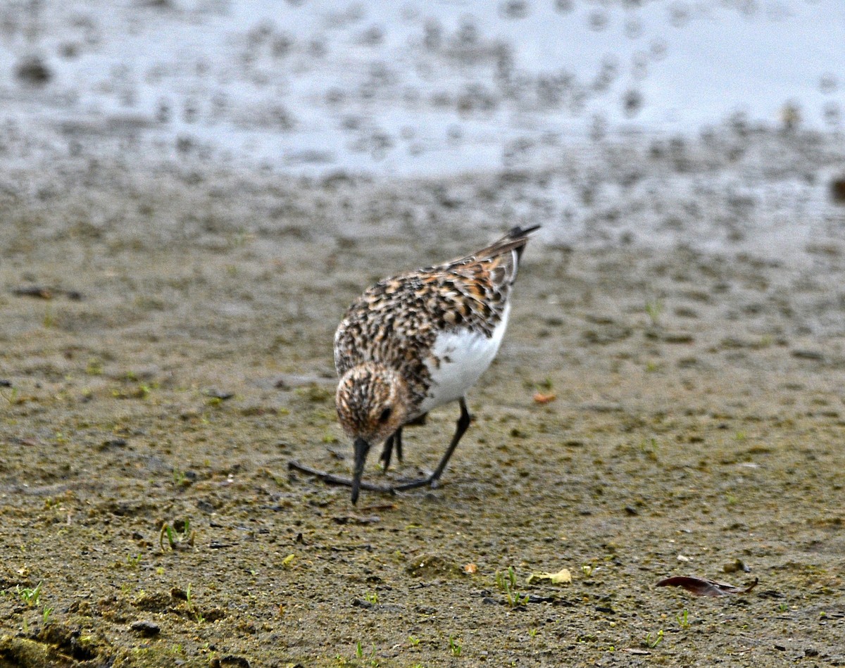 Bécasseau sanderling - ML578339841