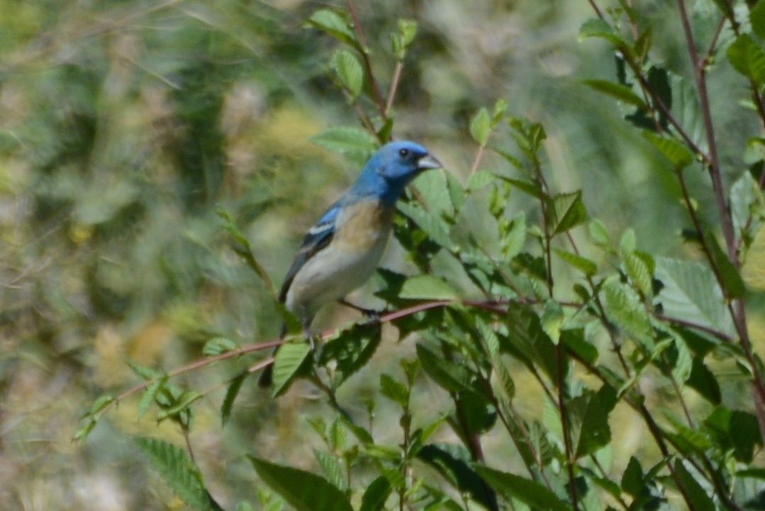 Lazuli Bunting - ML578340171