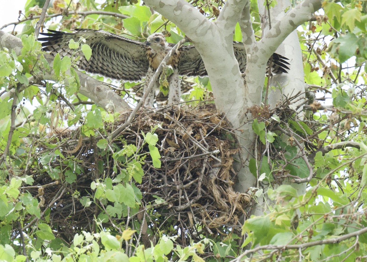 Red-shouldered Hawk - ML578342661