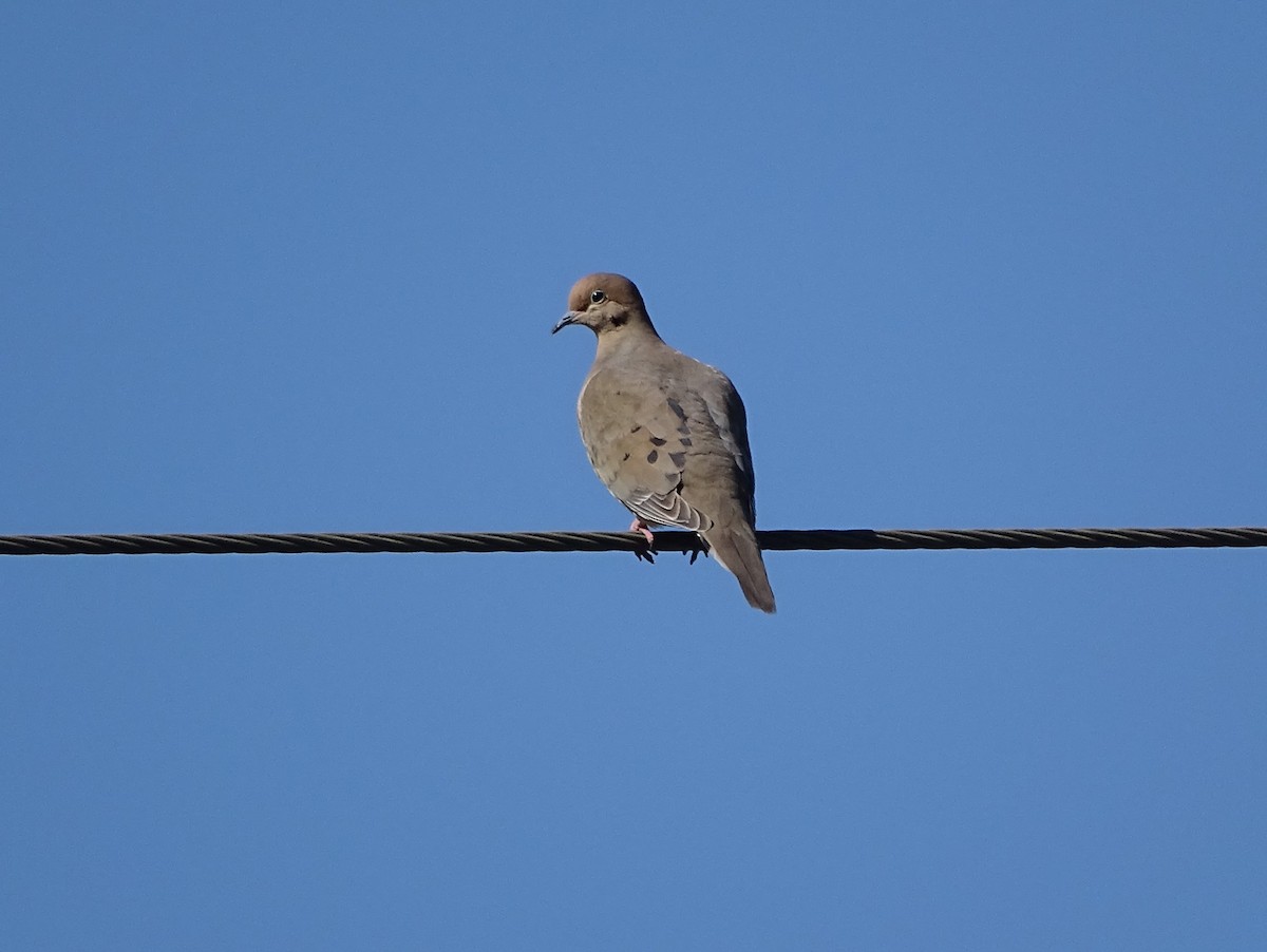 Mourning Dove - Christopher Dyer