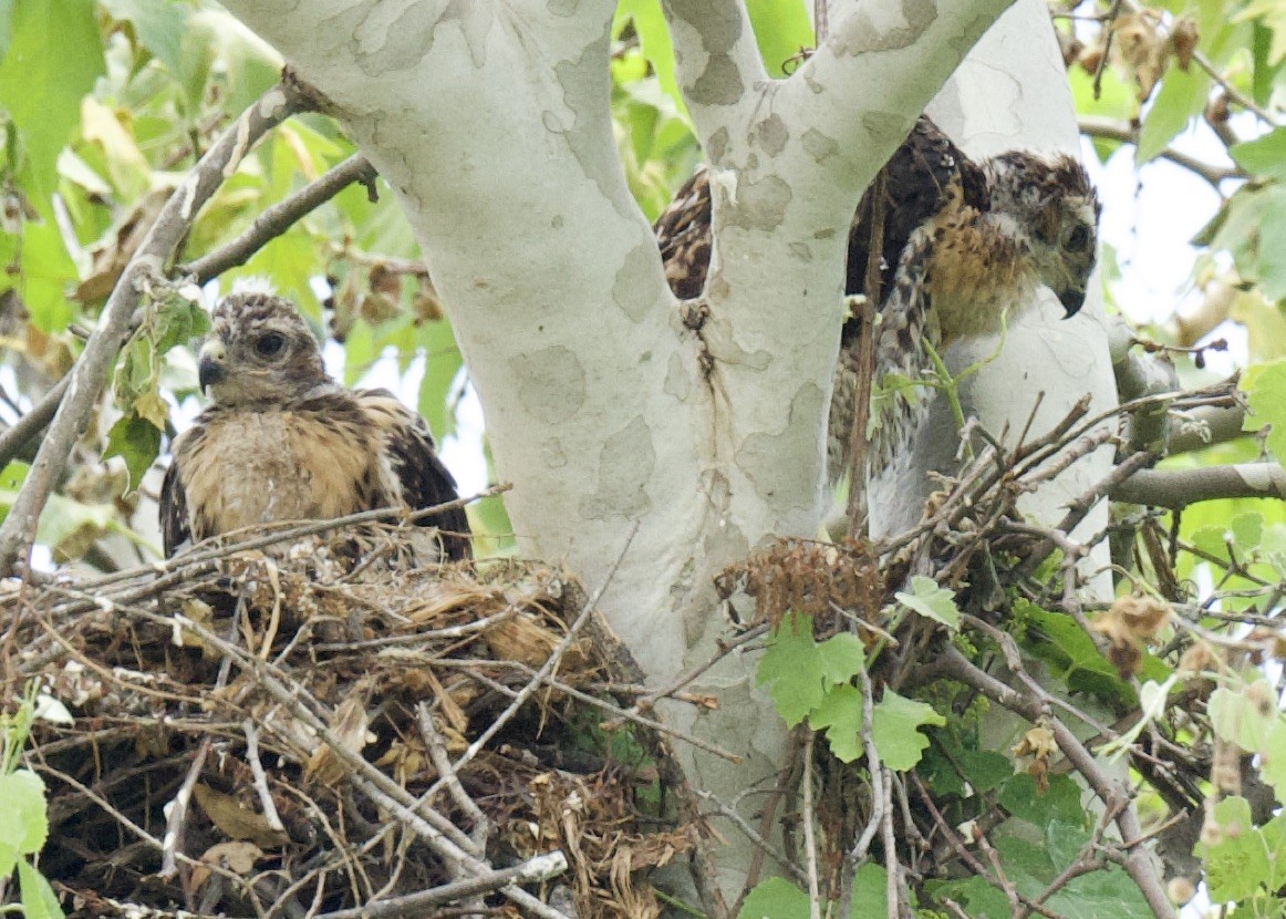 Red-shouldered Hawk - ML578343031