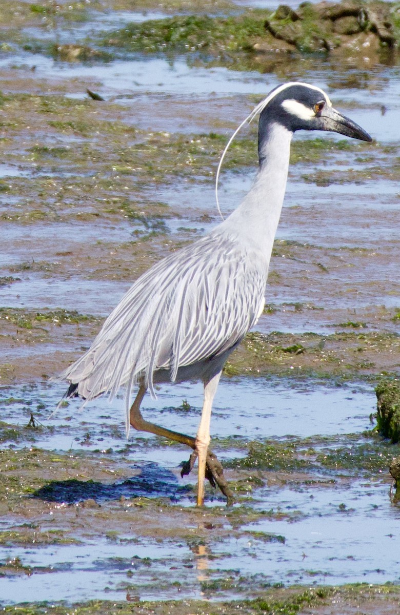 Yellow-crowned Night Heron - ML578343221