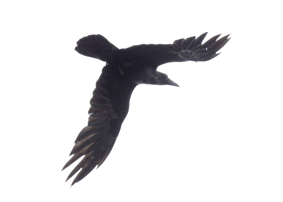 Common Raven - Tsaiwei Olee