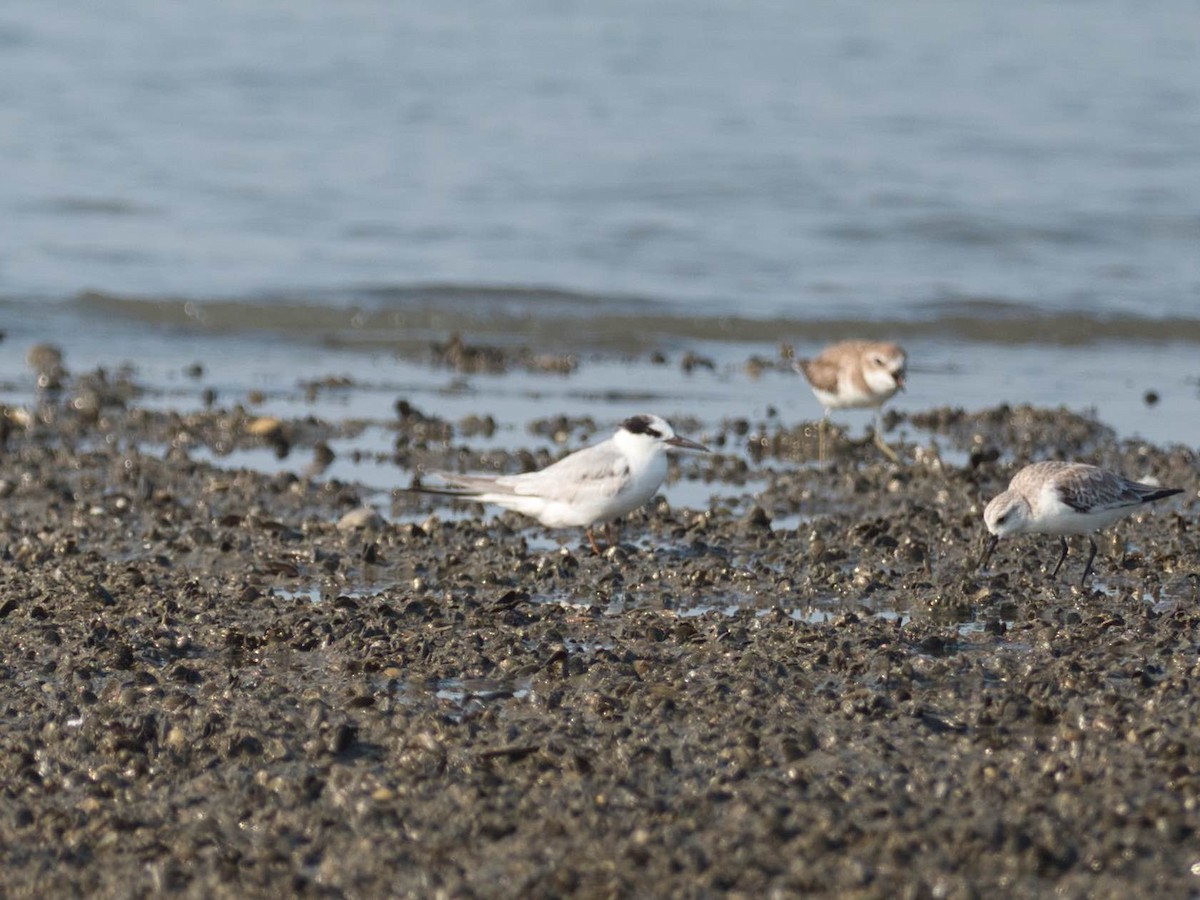 Little Tern - ML578343751