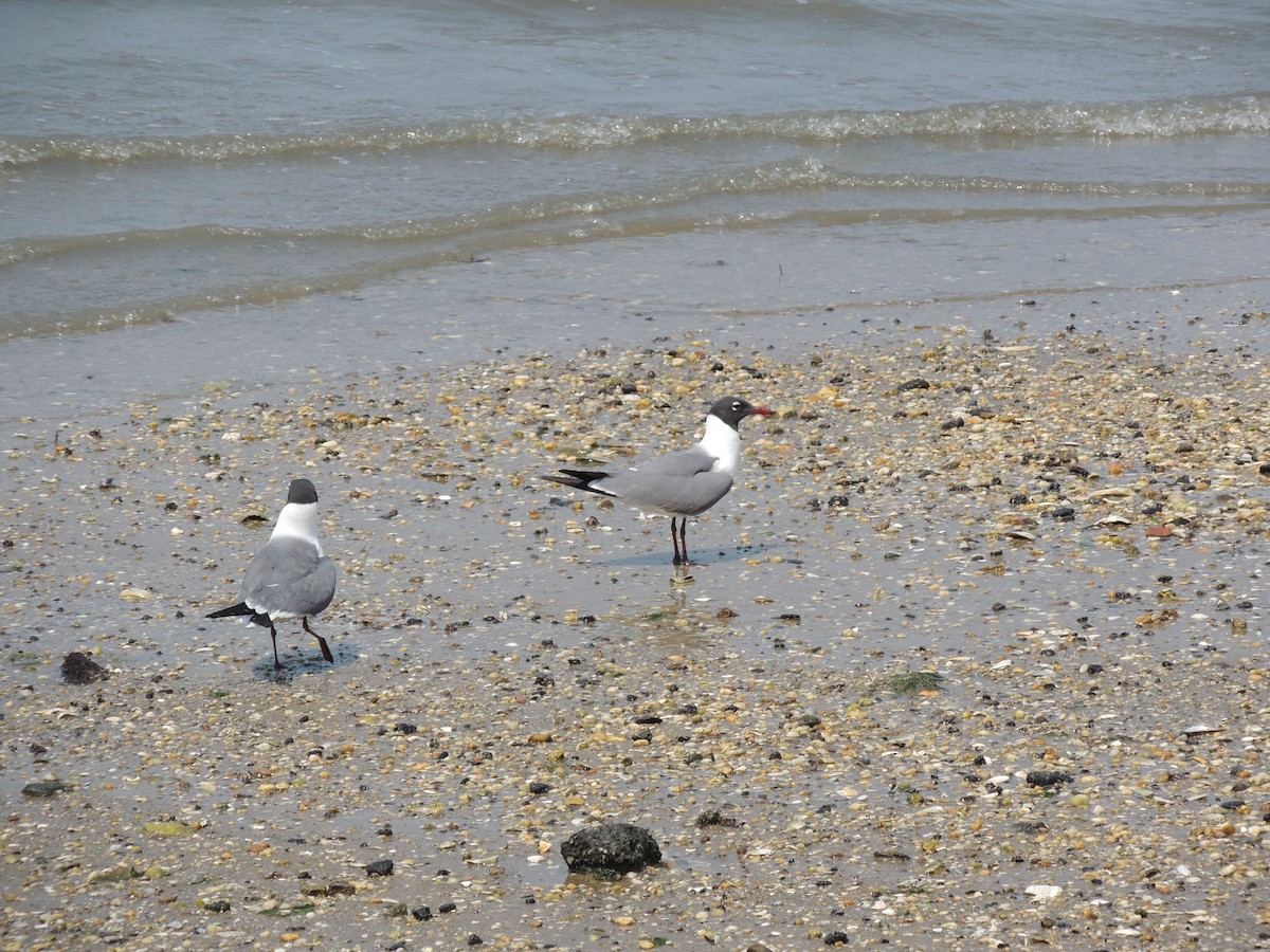 Mouette atricille - ML578347541