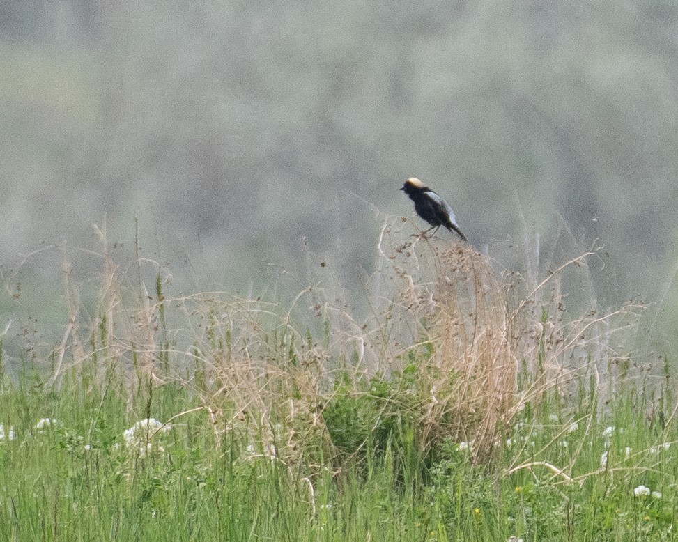 bobolink americký - ML578347631