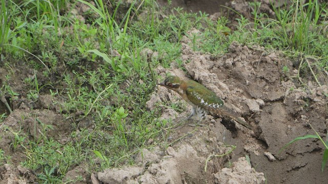 Klaas's Cuckoo - ML578348251