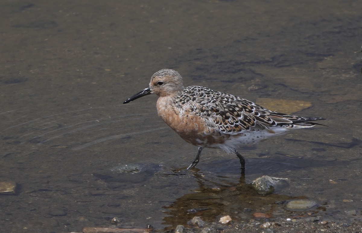 Red Knot - ML578349931