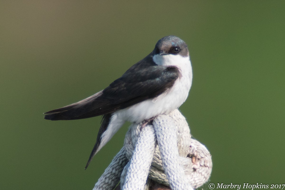 Tree Swallow - ML57835031