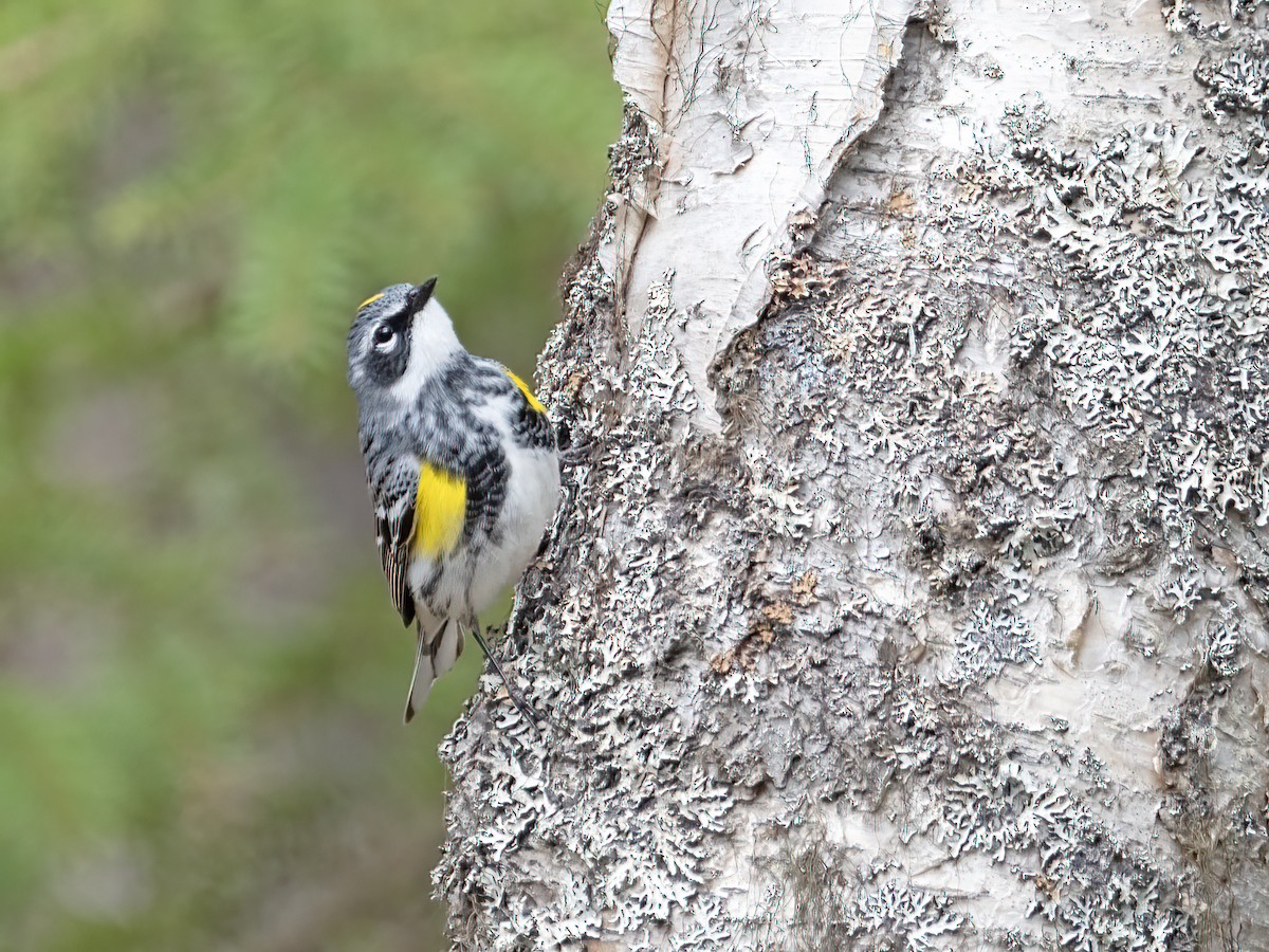 Yellow-rumped Warbler - Mike and Terri Church