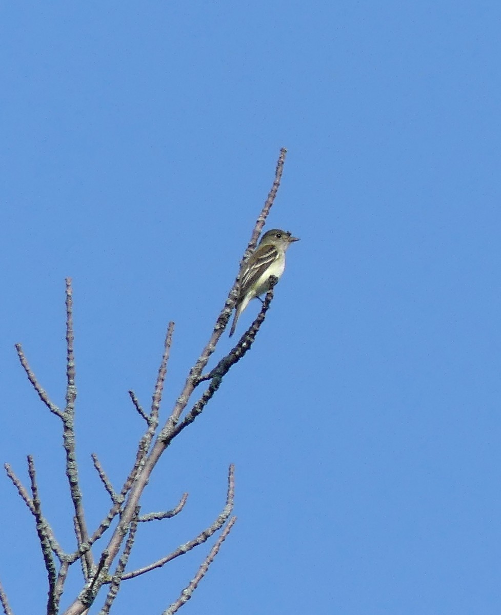 Alder Flycatcher - ML578351241