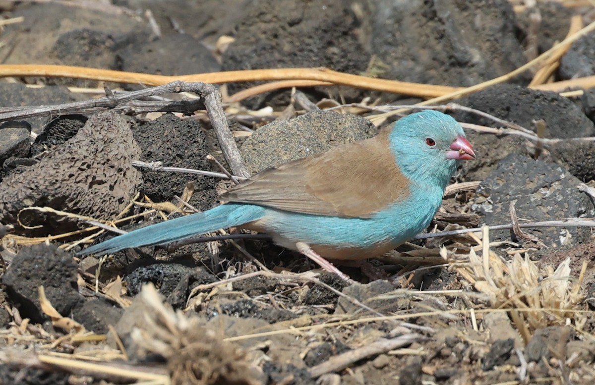 Blue-capped Cordonbleu - Tom Driscoll