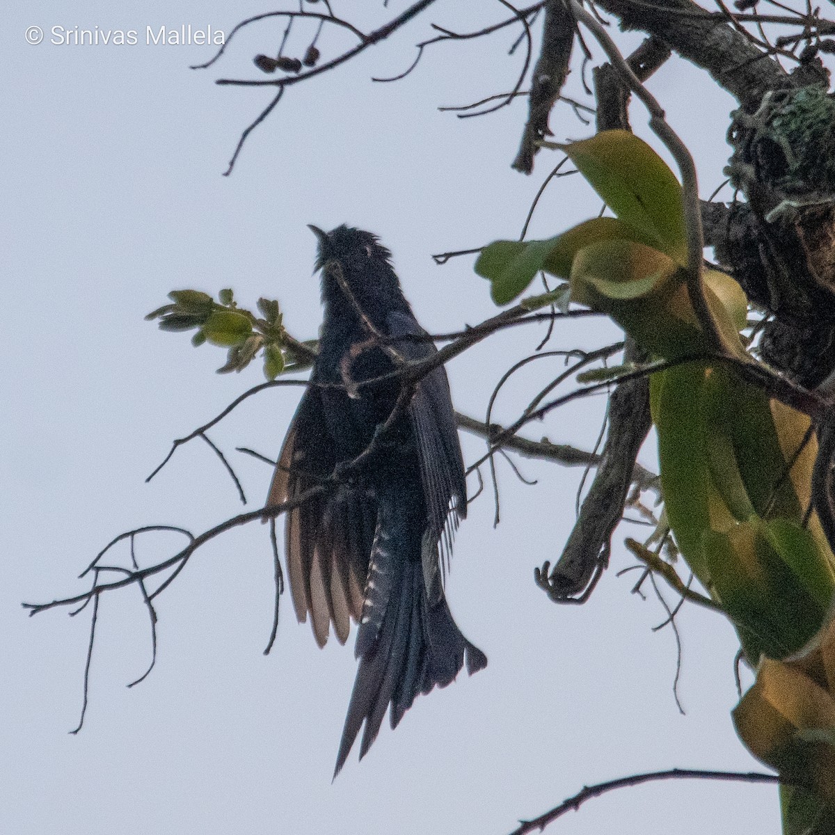 Fork-tailed Drongo-Cuckoo - Srinivas Mallela