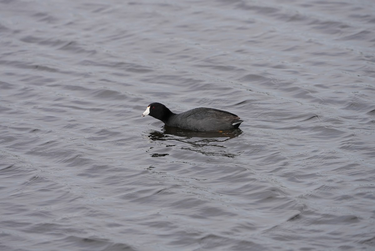 American Coot - ML578351801