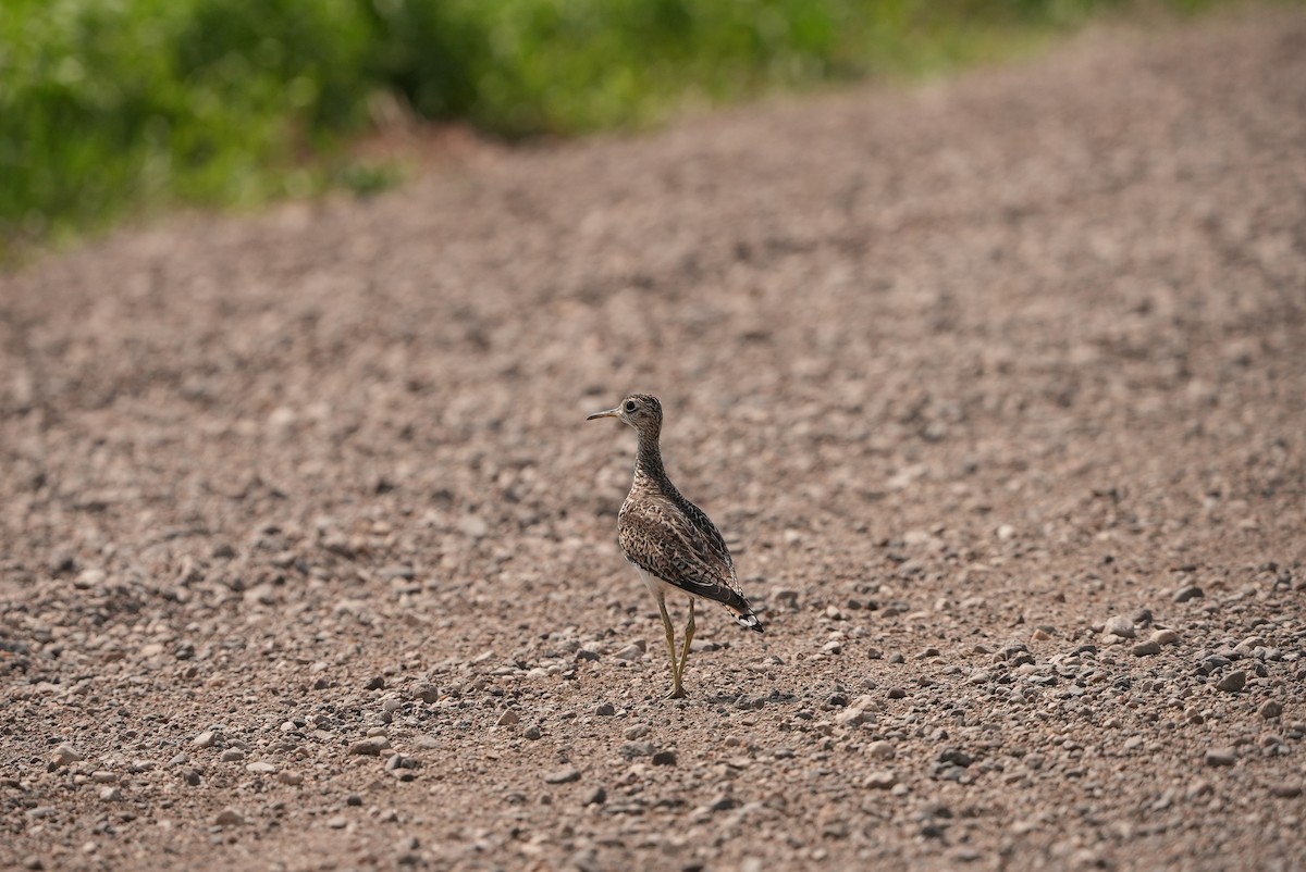 Upland Sandpiper - ML578351881